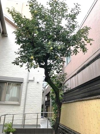 1W350 シンボルツリーの柿の木.JPG
